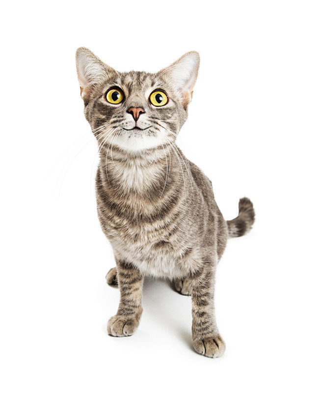 狸花猫 中华田园猫 猫