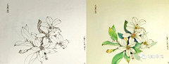 _夏至采集到白描