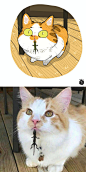 #灵感的诞生#艺术家Hidrėlėy将网上很火的猫咪图片绘制成插画，把猫猫逗趣的各种瞬间表现得很是生动喵喵]既然rua不到就一起来云吸猫吧~