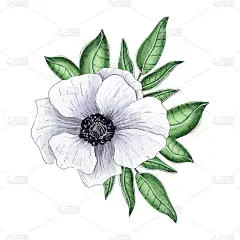 手绘水彩银莲花。