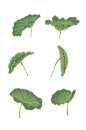 荷叶手绘国潮素材