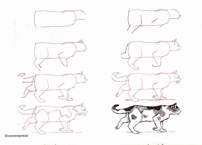 50个猫的画法，四步画出猫咪老师～ : ...