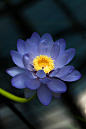 hardsadness:

Flowering water lily  by pixlmania
