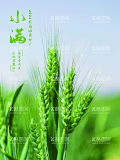 小满  - 源文件下载【酷图网】小满,小满微信海报,金属麦子,小满喝茶,地产小满,麦子,地产小满节气,小满地产海报,小满单图,小满朋友圈,小满广告,小满宣传,小满节气海报,夏至,初夏,小满海报,夏至转发图,传统节气,小满节日,24节气,小满微信,小满推广,地产节气单图,设计,广告设计,小满微信稿,小满地产,微信小满,二十四节气