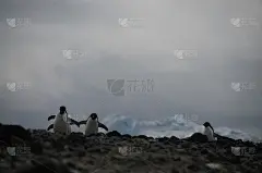 波莱特岛上的阿德利企鹅