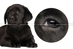 20款拉布拉多宠物犬导盲犬小狗幼犬png免抠插画图片国外设计素材下载_颜格视觉