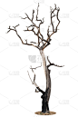 死亡的植物,分离着色,白色背景,自然,垂直画幅,根部,无人,死的,古老的,巨大的