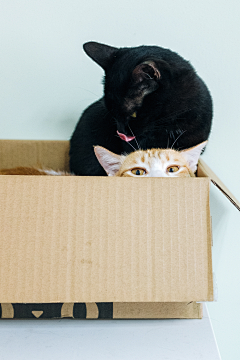 疯子不会想采集到M-猫啊狗啊