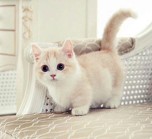 猫猫——<a class="text-m...