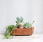 succulents.: 