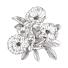 金盏花_PNG线稿素描手绘植物花水仙菊化妆品包装海报平面AI矢量设计素材