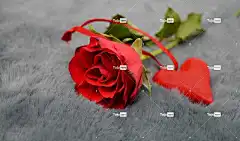 花 美丽的花朵 玫瑰 红玫瑰 自然 情人节 花壁纸 爱情符号 心