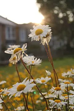 雏菊高清摄影素材