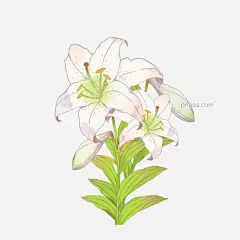 欧式油画花朵花卉油画风百合图片大小1333x1333px 图片尺寸669.68 KB 来自PNG搜索网 pngss.com 免费免扣png素材下载！花#花瓣#花苞#花朵#花卉#花束#绿叶#免抠#免扣#欧风#欧式#手绘#手绘风#