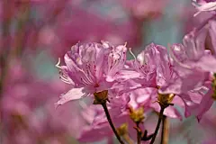 映山红花卉高清壁纸 - 花卉壁纸 - 小米辣素材网_免费素材下载的素材网-集素材大全网站素材之精华