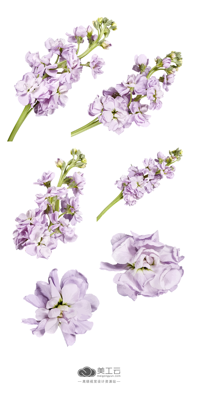 @宾都_ Flowers-AI矢量鲜花元...