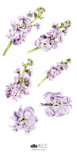 @宾都_ Flowers-AI矢量鲜花元素02-PNG：