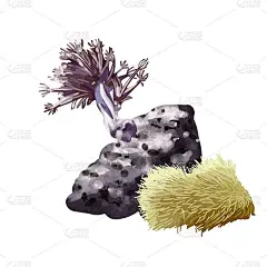 珊瑚礁。不同颜色的息肉。手绘水彩插图上的白色背景