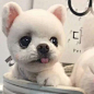 宠物*