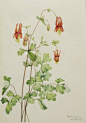 Mary Vaux Walcott, 1860-1940. American Columbine (Aquilegia canadensis), 1919, watercolor on paper, 10 x 7 in. (25.4 x 17.9 cm). Smithsonian American Art Museum.