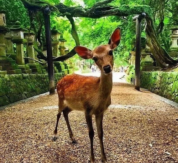 日本奈良公园的鹿