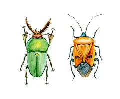 昆虫记 | Lanski - 原创作品 - 涂鸦王国插画