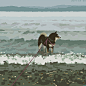 犬

画师：junkuma
twi：J_KMOR ​​​​