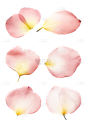 素材组合-白色花瓣2