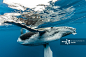 座头鲸,法属玻利尼西亚,地下的,鲸,鲸类图片素材下载_正版图片VCG41N758358179 - VCG.COM