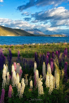 阳光正好啦啦啦采集到Lonelyland-NewZealand