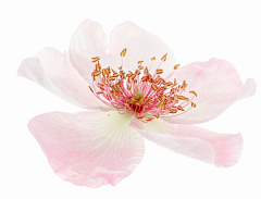 鱼瑶采集到樱花