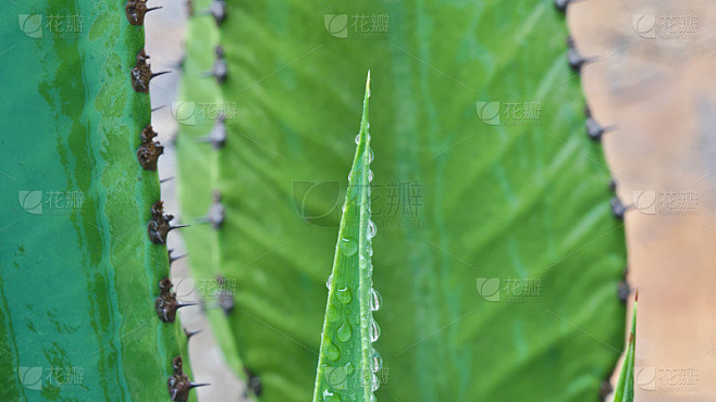 带有刺的尖的灌木叶