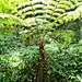 桫椤 (Alsophila spinulosa)的照片 · iNaturalist