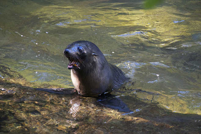 小海豹  
Seal puppy by ...