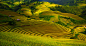 Gold terraced rice fields with sunlight in Mu Cang Chai, Vietnam  by Bui Hung on 500px