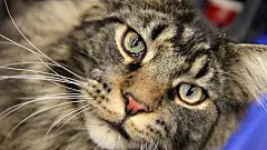 高清晰缅因库恩虎猫壁纸封面大图