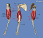 影视动画教程：手臂结构的骨骼及肌肉全面解析 | 经验频道 | 火星网 - 中国数字艺术第一门户