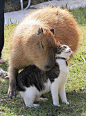 Capybara ♡ Cat