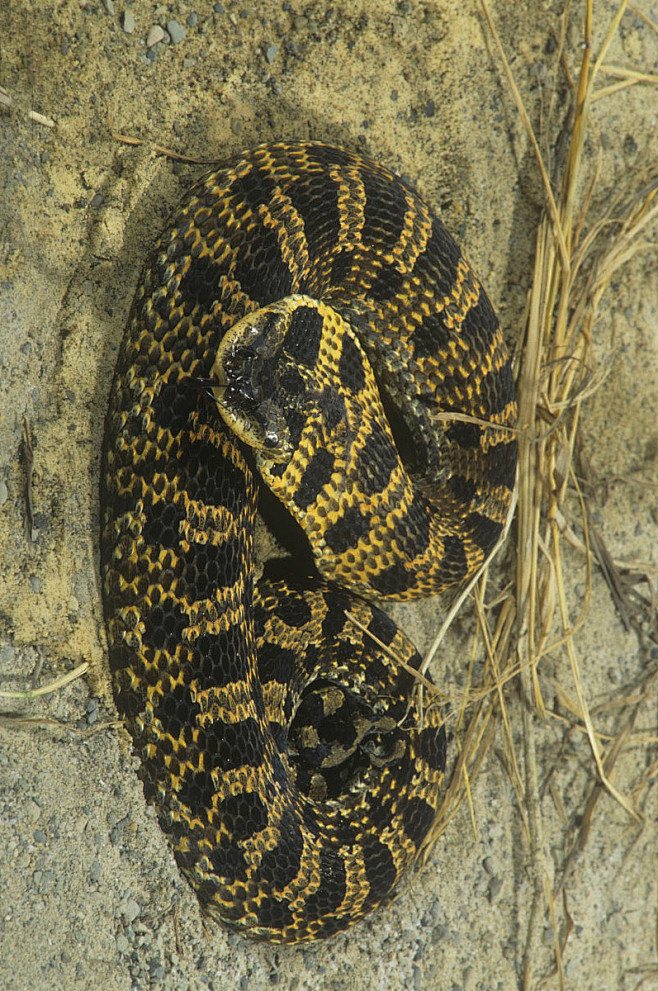 新蛇亚目游蛇科东部猪鼻蛇