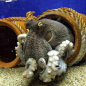 giantpanda:

blackkittenclan:faggotxtronn:fuckyeahoctopus:(via dryeffects)



