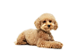 cute-puppy-maltipoo-dog-posing-calmly-lying-isolated-white-studio-background-domestic-animal_155003-45979.jpg (1380×920)