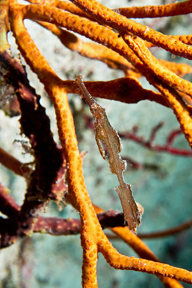 海龙目隐瘦鬼海龙