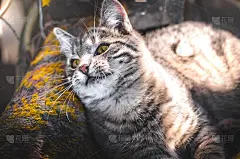 灰斑猫正试图抓住一片落叶，表情包照片