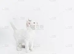 白色的小猫咪在一个明亮的背景