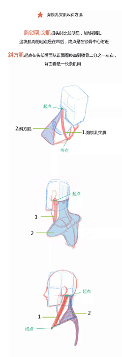 Dr_兔先生采集到日韩人物人体动态