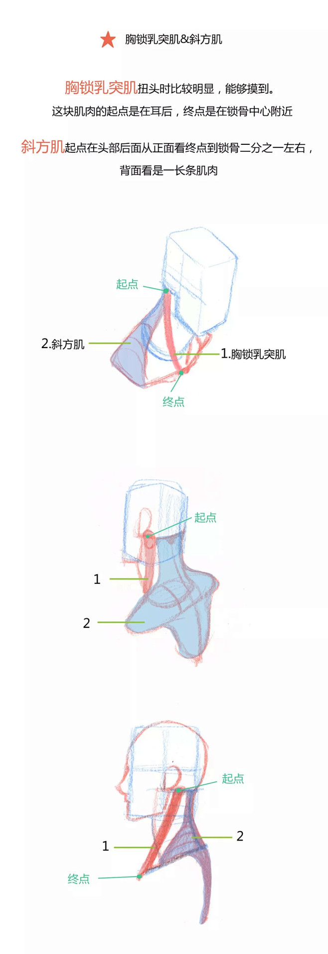 【春哥课堂】人体躯干肌肉到底怎么画？（比...