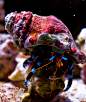 Hermit Crab by thereisnoband on deviantART