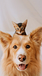 (11) Pinterest