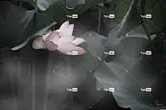 荷花 唯美 壁纸4K 水花 夏天 背景 池塘 全高清壁纸 大自然