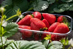 农地上成熟的红甜草莓和草莓植株的绿叶新收获